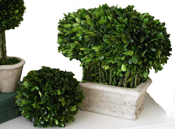 Preserved Boxwood Topiary Loaf