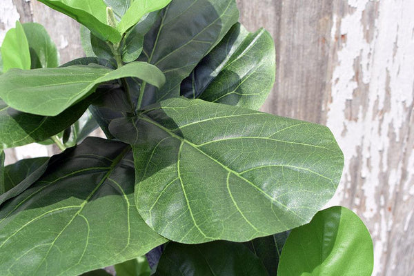 Faux Fiddle Leaf Tree