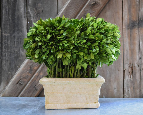 Preserved Boxwood Topiary Loaf