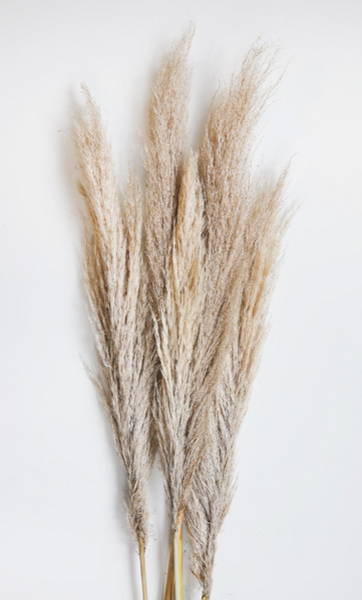Fluffy Dried Pampas Grass - 3.5'-4'