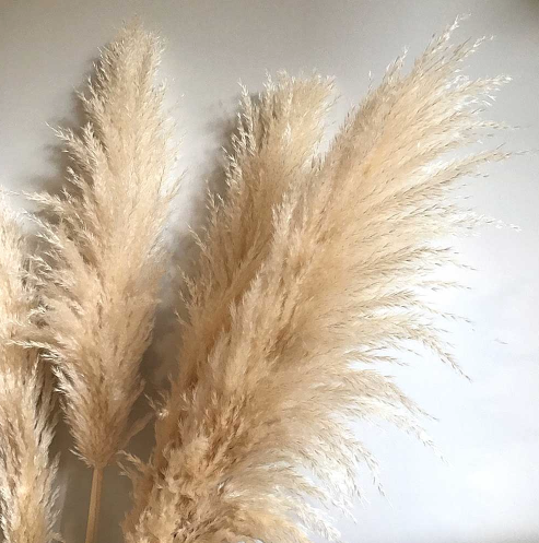 Fluffy Dried Pampas Grass - 3.5'-4'