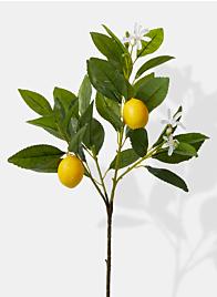 Lemon Tree Pick - 23"